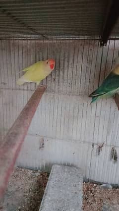 mix lovebirds