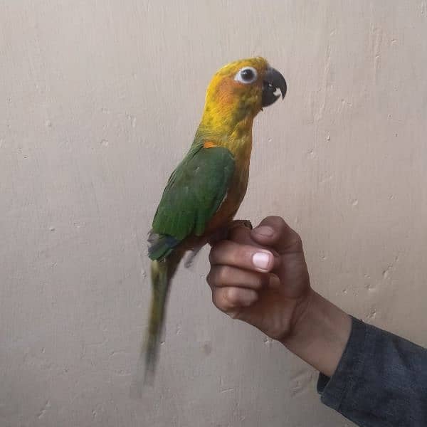 sunconure 0
