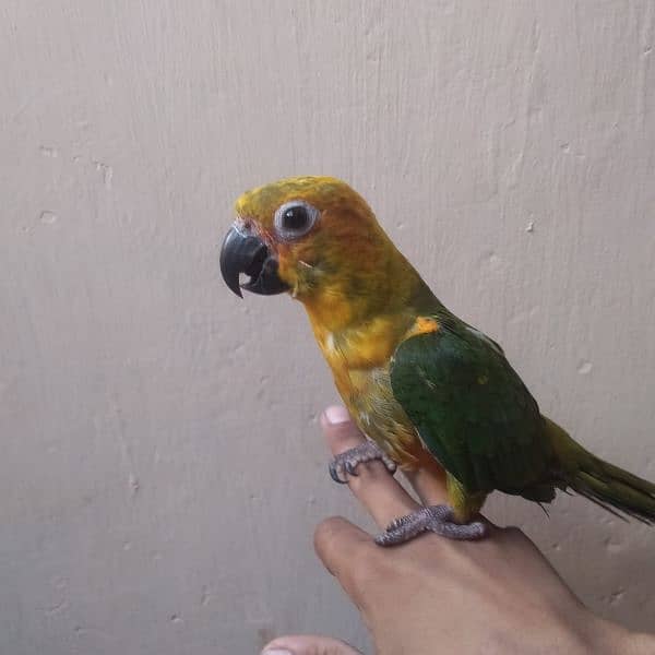 sunconure 1