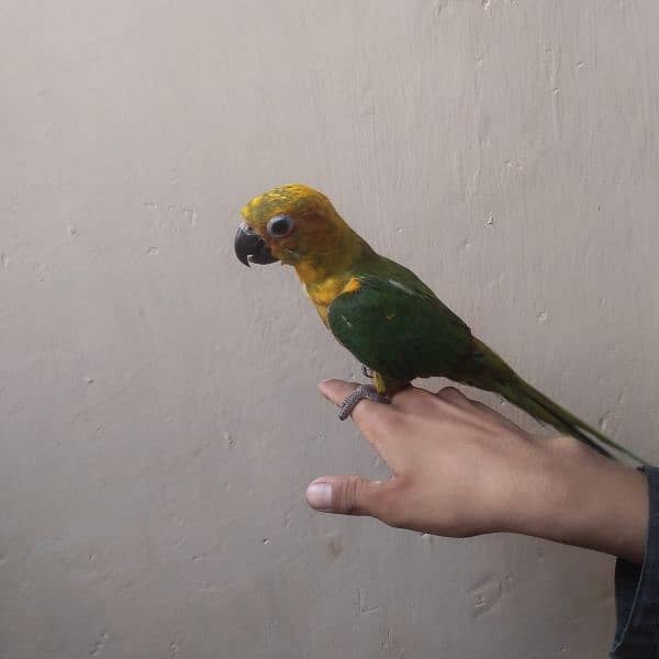 sunconure 2