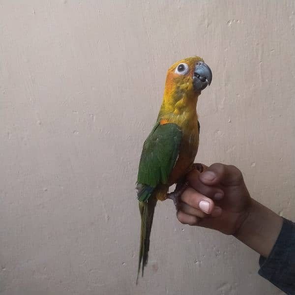 sunconure 3