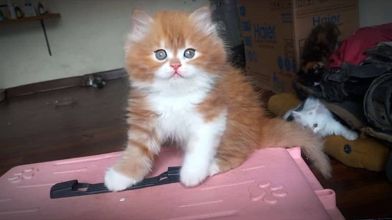 Persian Unique colour Kittens 0