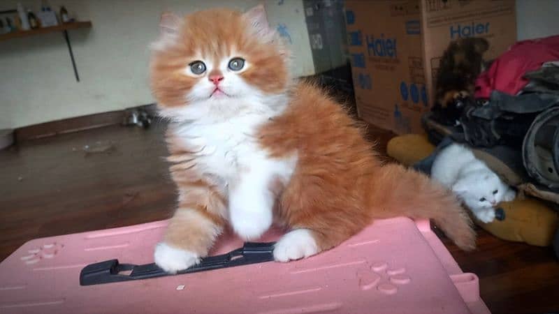 Persian Unique colour Kittens 1