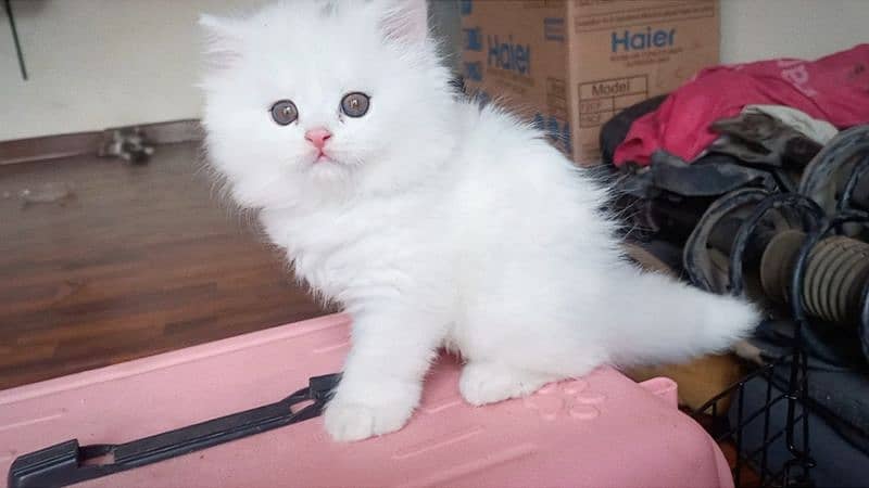 Persian Unique colour Kittens 2