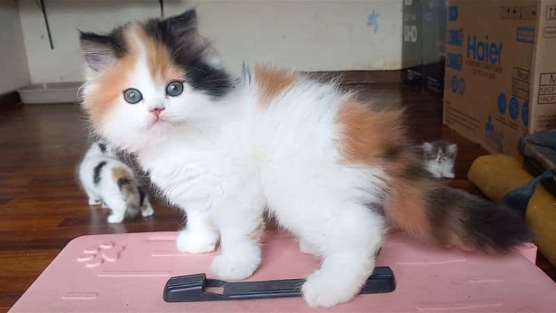 Persian Unique colour Kittens 3