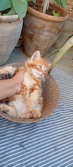 Persian