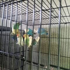 lovebirds