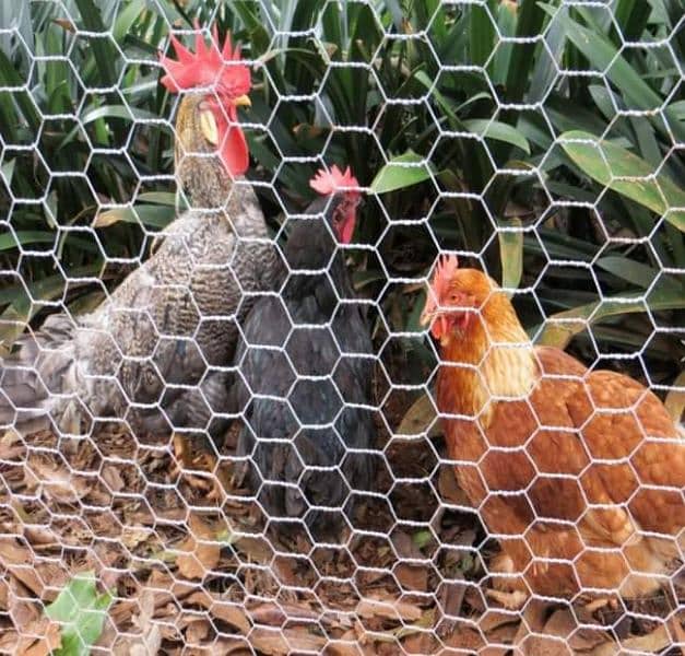 chain link fence razor wire barbed wire welded mesh Security Wire Jali 16