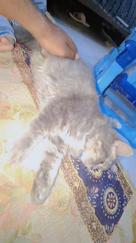 Available 4
