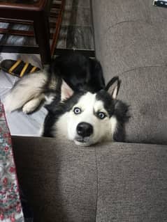 max,the