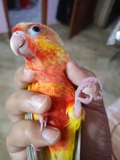 suncheek,blue turquios,sunconure,pineapple conures