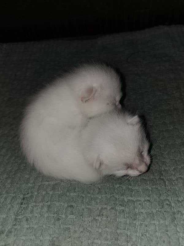 persian cat 1