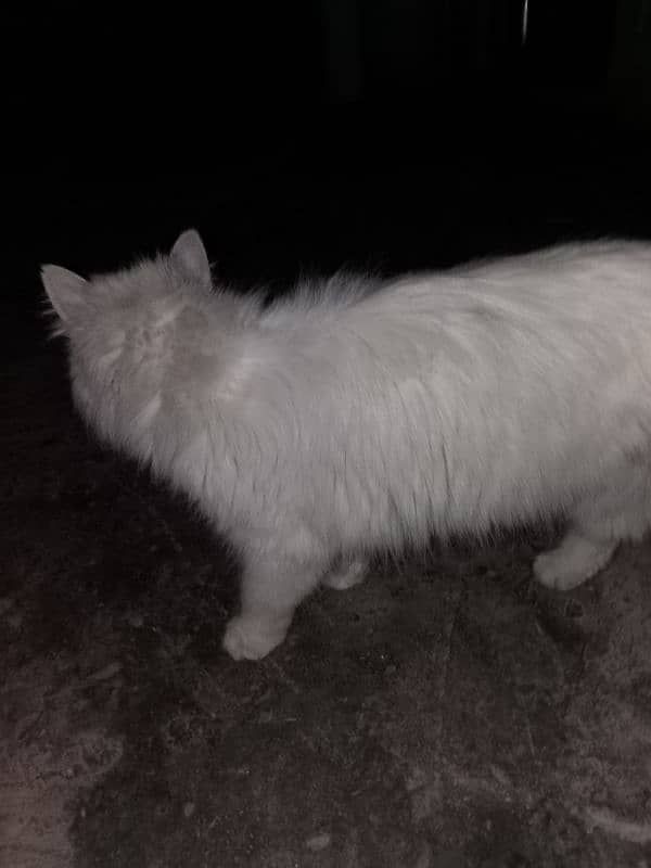 persian cat 2