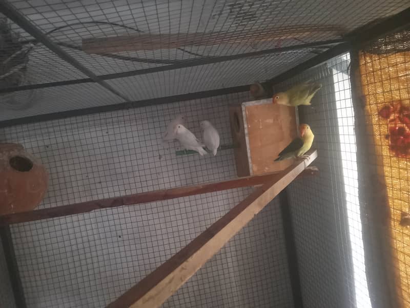 love birds and pigeons and bantam chichs 0