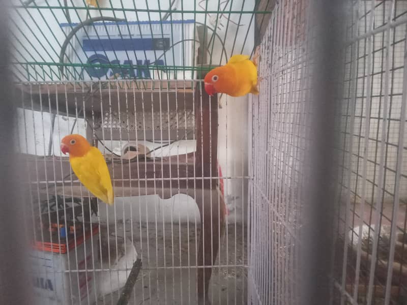 love birds and pigeons and bantam chichs 1