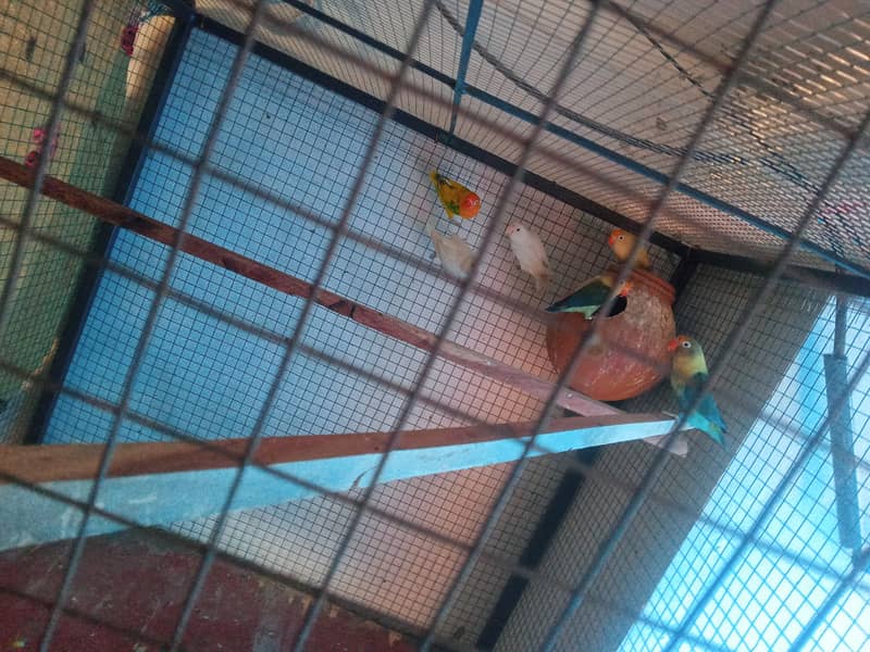 love birds and pigeons and bantam chichs 2