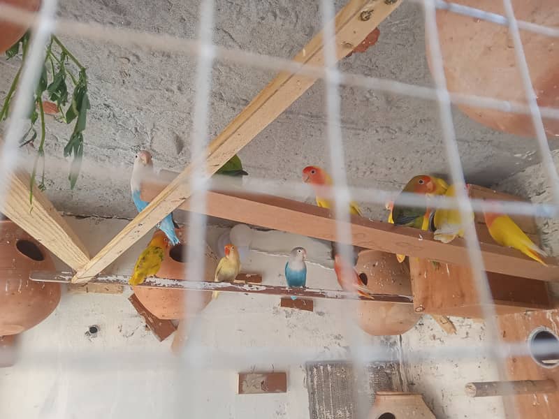 love birds and pigeons and bantam chichs 3