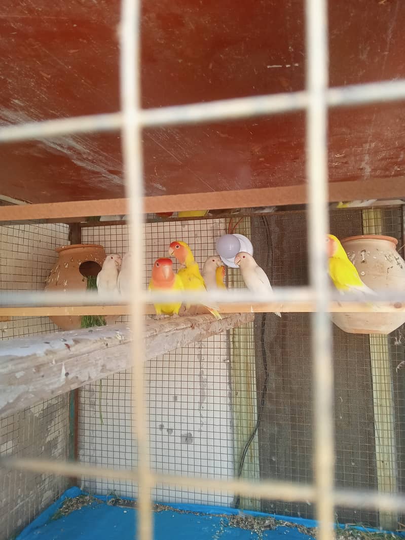 love birds and pigeons and bantam chichs 4