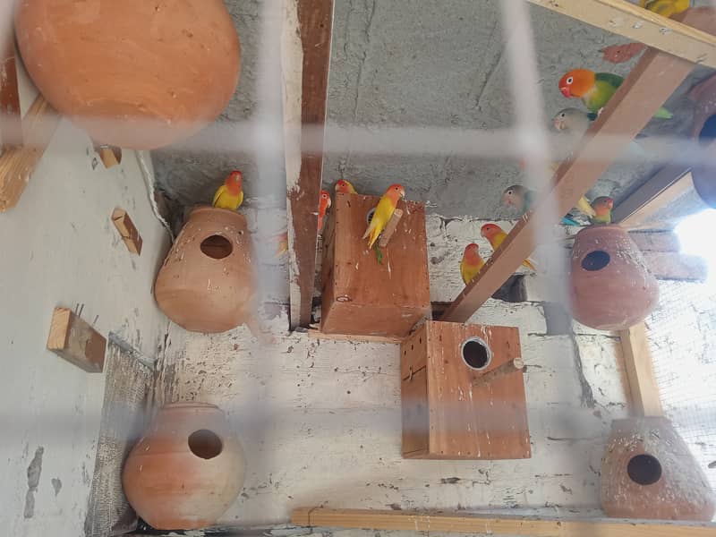 love birds and pigeons and bantam chichs 6