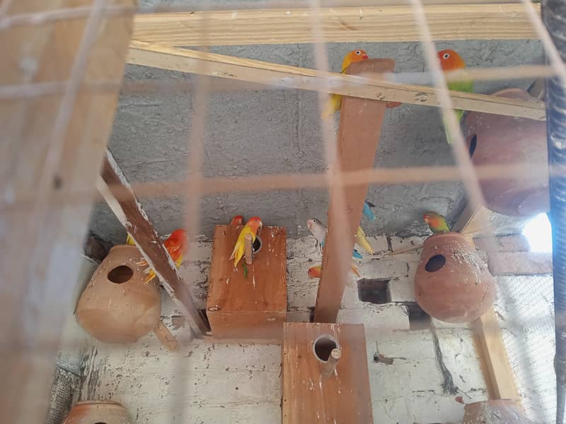 love birds and pigeons and bantam chichs 7