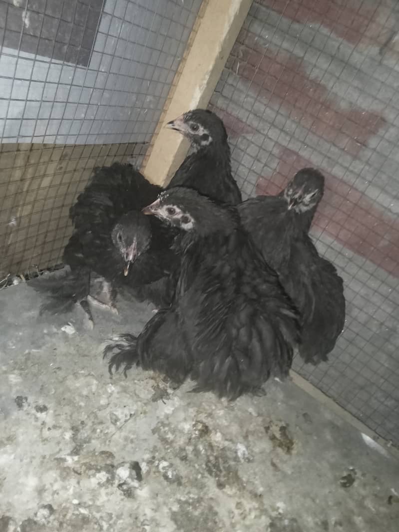 love birds and pigeons and bantam chichs 8
