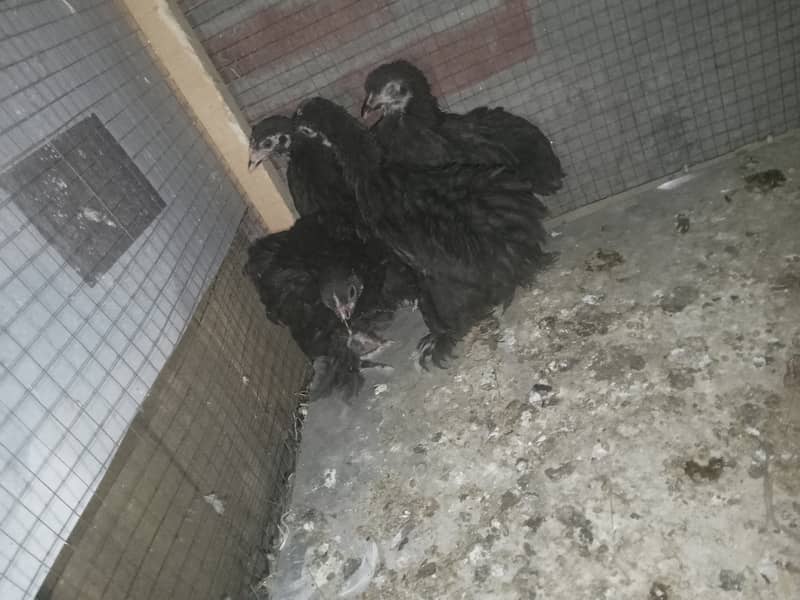 love birds and pigeons and bantam chichs 9