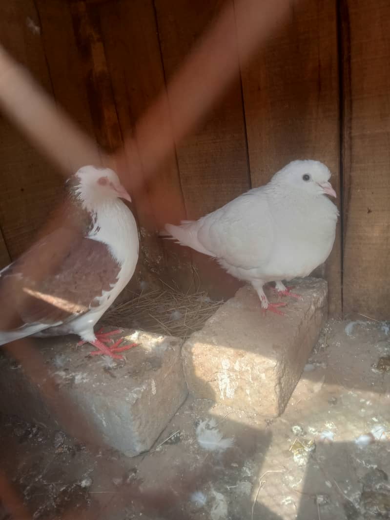 love birds and pigeons and bantam chichs 10