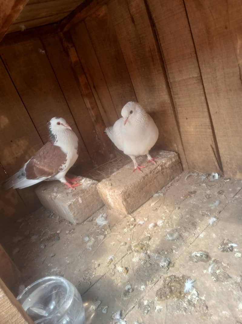 love birds and pigeons and bantam chichs 11