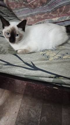 Siamese