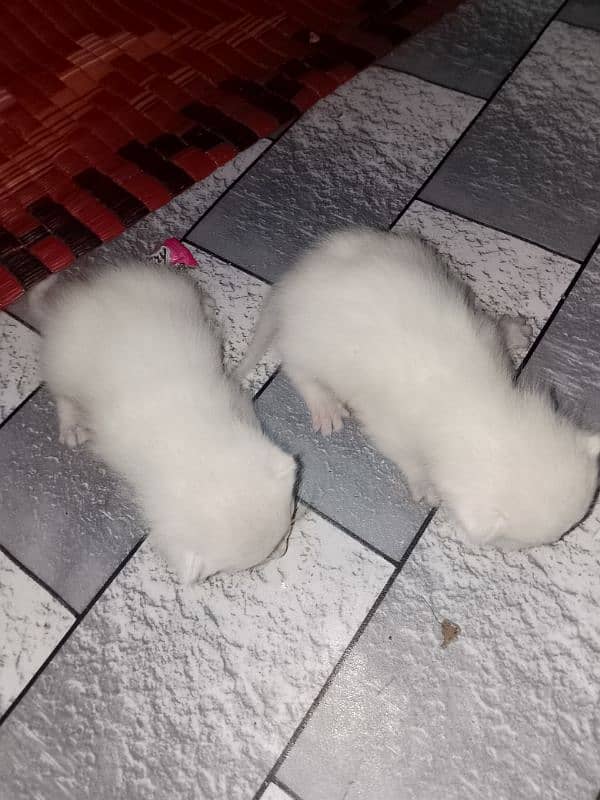 persian cat 3