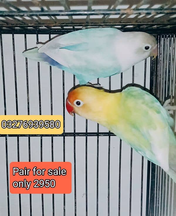 Lutino personata Red Eye Pair 3
