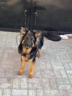 German Shepherd double coat