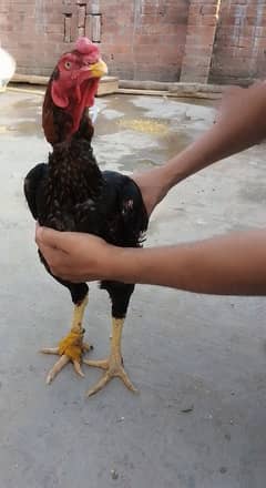 Thai,