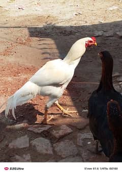 Aseel