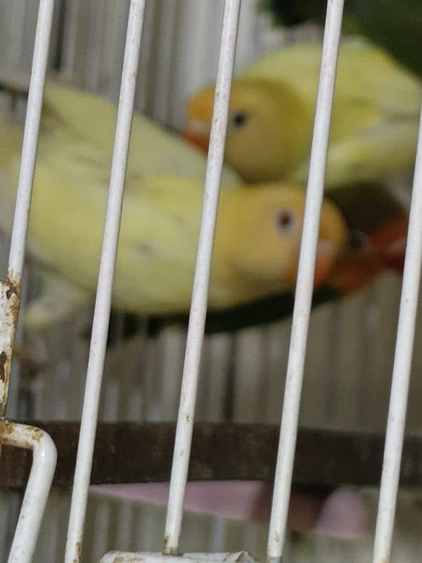 all setup for sale.  love birds pale fellow java albino.   urgent 3