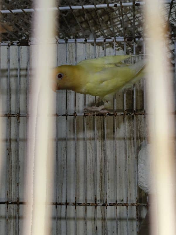 all setup for sale.  love birds pale fellow java albino.   urgent 4