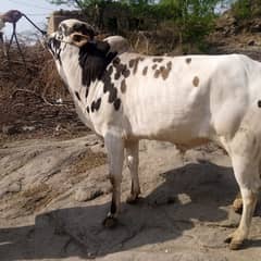Fateh
