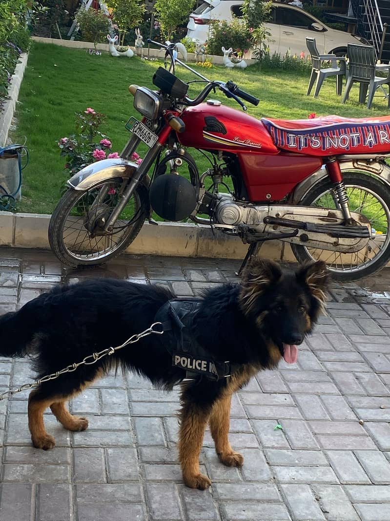 German shepherd 0
