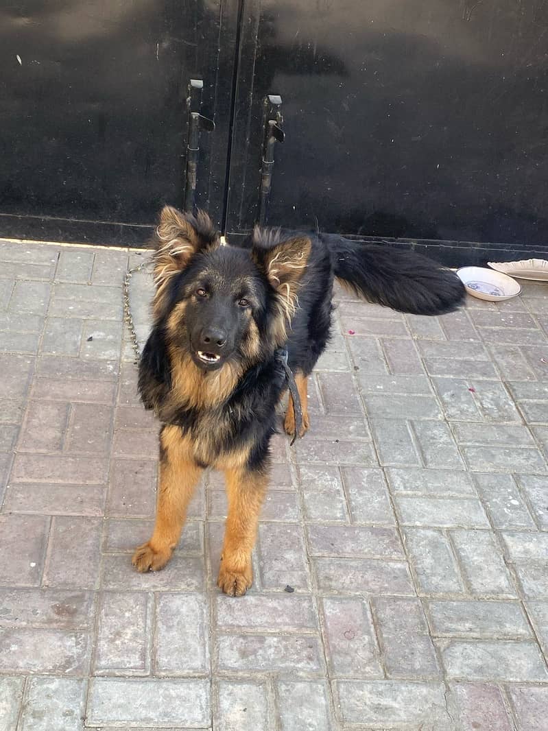 German shepherd 1