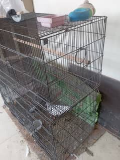 birds cage