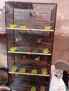 Birds
