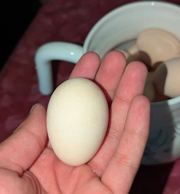 Eggs of Golden Puff 0