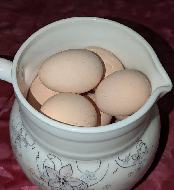 Eggs of Golden Puff 1