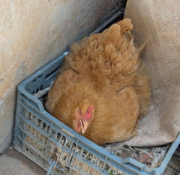 Eggs of Golden Puff 2