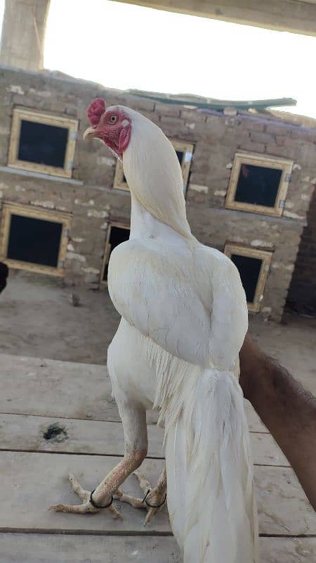 Jageeri Heera 2