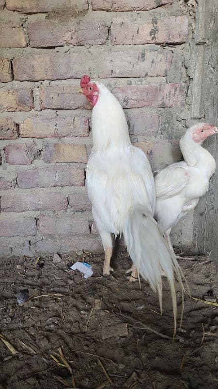 Jageeri Heera 4