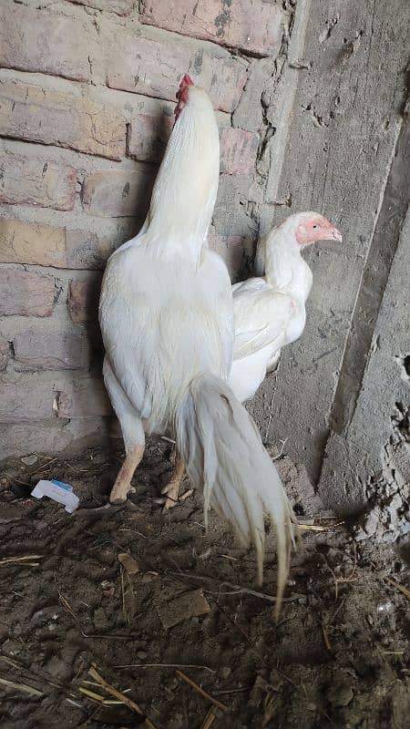 Jageeri Heera 6