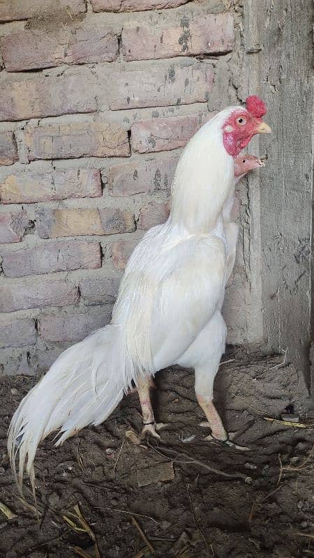 Jageeri Heera 7