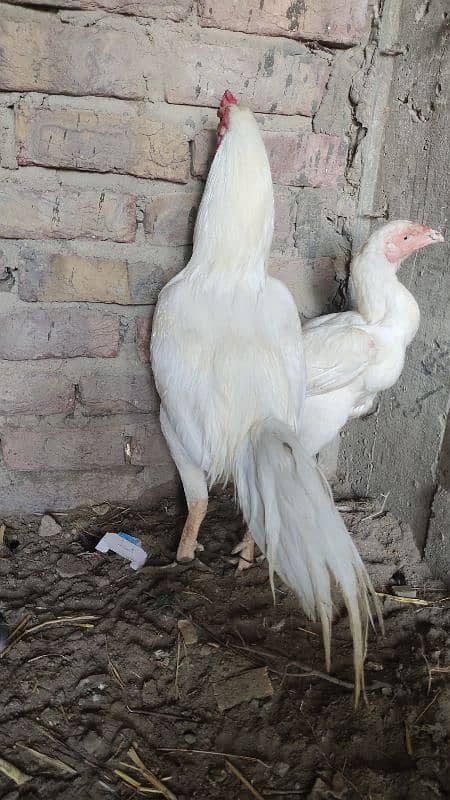 Jageeri Heera 8
