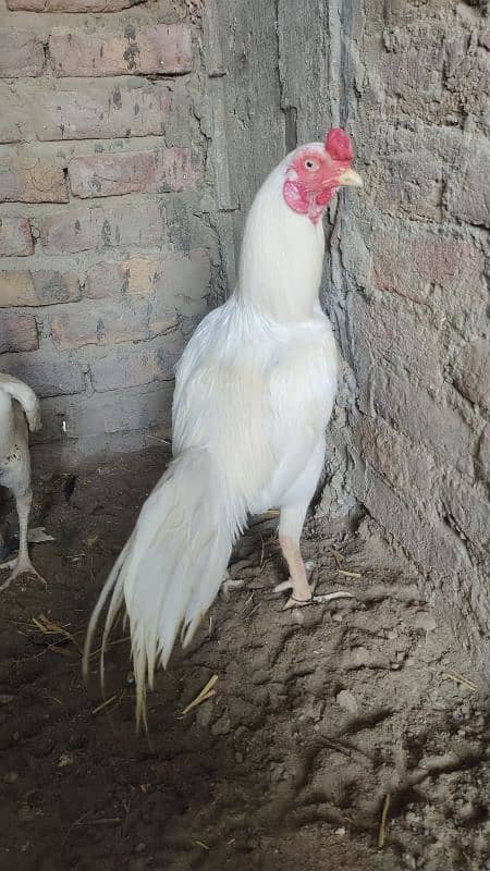 Jageeri Heera 14